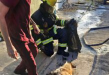 Atiende Ayuntamiento de Veracruz reporte de canino atacado por abejas