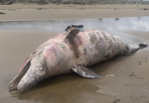 Semarnat admite daños por derrame en el Golfo, pero descarta relación con delfín muerto en Veracruz