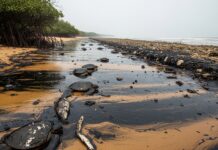 A 10 días del derrame de hidrocarburo en el Golfo, persiste silencio oficial; ONG denuncian ecocidio