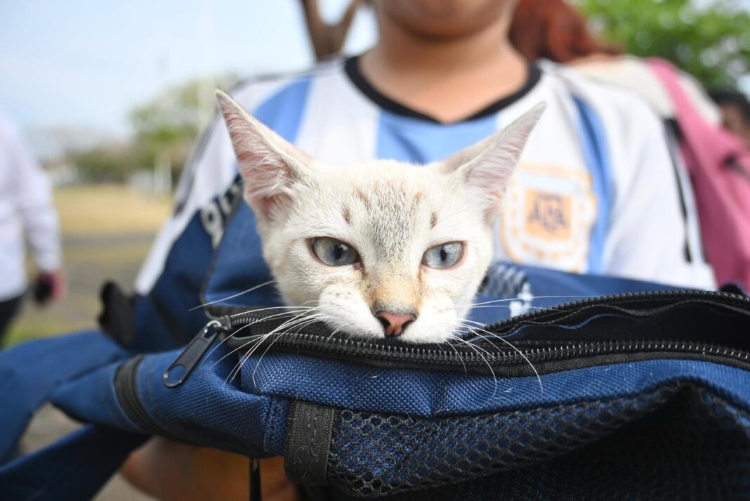 Aplicarán 400 dosis gratuitas de vacuna antirrábica en la ciudad de Veracruz Aplicarán 400 dosis gratuitas de vacuna antirrábica en la ciudad de Veracruz
