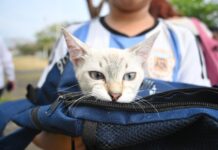 Aplicarán 400 dosis gratuitas de vacuna antirrábica en la ciudad de Veracruz