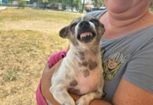 Exhorta Ayuntamiento de Veracruz a vacunar a mascotas contra la rabia