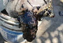Mueren delfines y tortugas por derrame; chapopote sigue llegando a playas de Veracruz