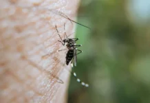 Persisten casos de dengue en México; Veracruz entre los más afectados