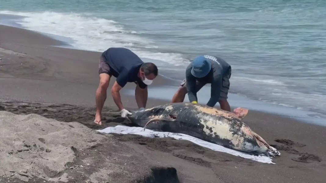 Gobierno asegura que delfín hallado muerto en Alvarado no falleció por contaminación Gobierno asegura que delfín hallado muerto en Alvarado no falleció por contaminación