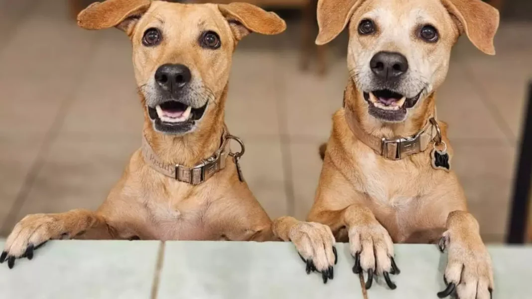 El “perro caramelo” es reconocido como símbolo nacional y promueven adopción de mestizos El “perro caramelo” es reconocido como símbolo nacional y promueven adopción de mestizos