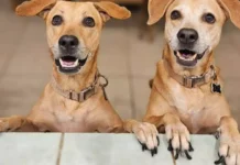 El “perro caramelo” es reconocido como símbolo nacional y promueven adopción de mestizos