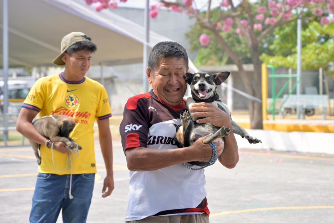 Refuerza Ayuntamiento de Veracruz salud pública con vacunación antirrábica en la ciudad Refuerza Ayuntamiento de Veracruz salud pública con vacunación antirrábica en la ciudad