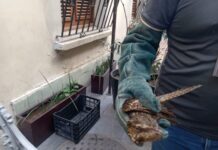 Ayuntamiento de Veracruz atiende rescate de ave en la zona centro