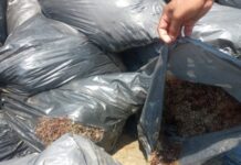 Aclara Semar: bolsas en playas de Pajapan no eran chapopote, sino sargazo