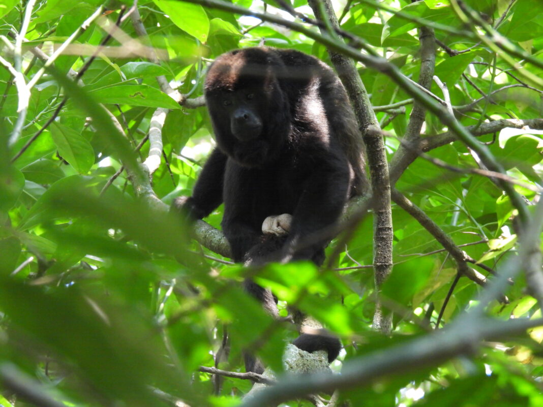 Liberan 30 monos aulladores en la Reserva de la Biosfera de los Tuxtlas, Veracruz Liberan 30 monos aulladores en la Reserva de la Biosfera de los Tuxtlas, Veracruz
