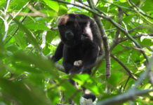 Liberan 30 monos aulladores en la Reserva de la Biosfera de los Tuxtlas, Veracruz