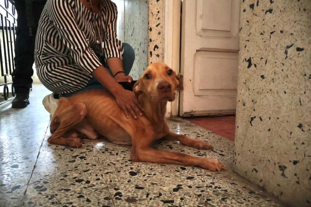 Rescata Ayuntamiento de Veracruz a tres caninos en condiciones de maltrato Rescata Ayuntamiento de Veracruz a tres caninos en condiciones de maltrato