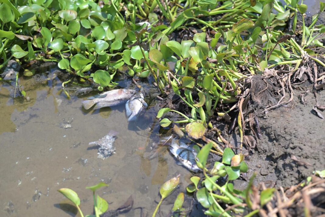 Atiende Ayuntamiento de Veracruz reporte por mortandad de peces en laguna Tarimoya Atiende Ayuntamiento de Veracruz reporte por mortandad de peces en laguna Tarimoya