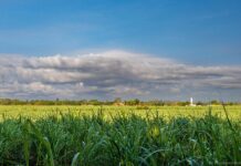 Avanza el Fusarium en cañaverales de Veracruz; miles de productores enfrentan severas pérdidas