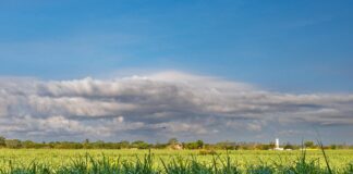Avanza el Fusarium en cañaverales de Veracruz; miles de productores enfrentan severas pérdidas