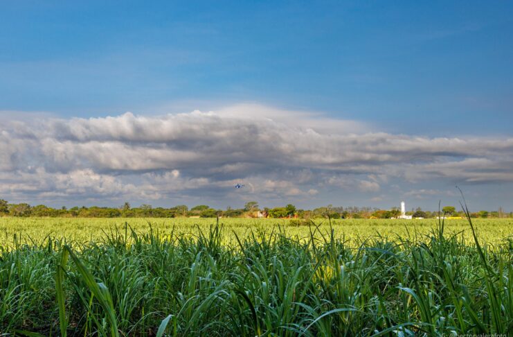 Avanza el Fusarium en cañaverales de Veracruz; miles de productores enfrentan severas pérdidas
