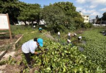 Retira Ayuntamiento de Veracruz más de 100 toneladas de residuos en lagunas de la ciudad