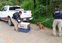 Atiende Ayuntamiento reporte ciudadano por presencia de perros en Santa Rosa